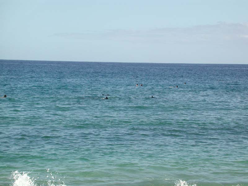 Dolphins 4.jpg 61.4K